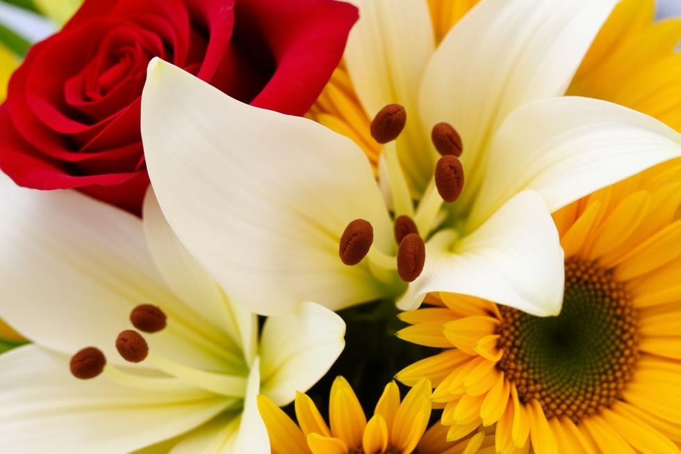 Seis Flores Comuns e Seus Significados Emocionais